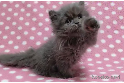 成約済の愛知県のミヌエット-90458の2枚目